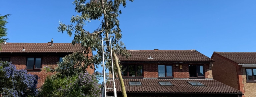 How Much Is Tree Surgery in Nottingham