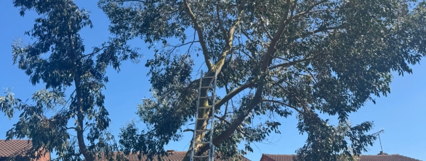 local tree surgery near me in nottingham