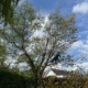 How Much is Tree Surgery in Hucknall
