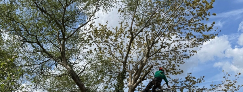 How Much is Tree Surgery in Hucknall