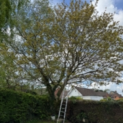tree surgery nottingham