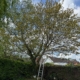 tree surgery nottingham