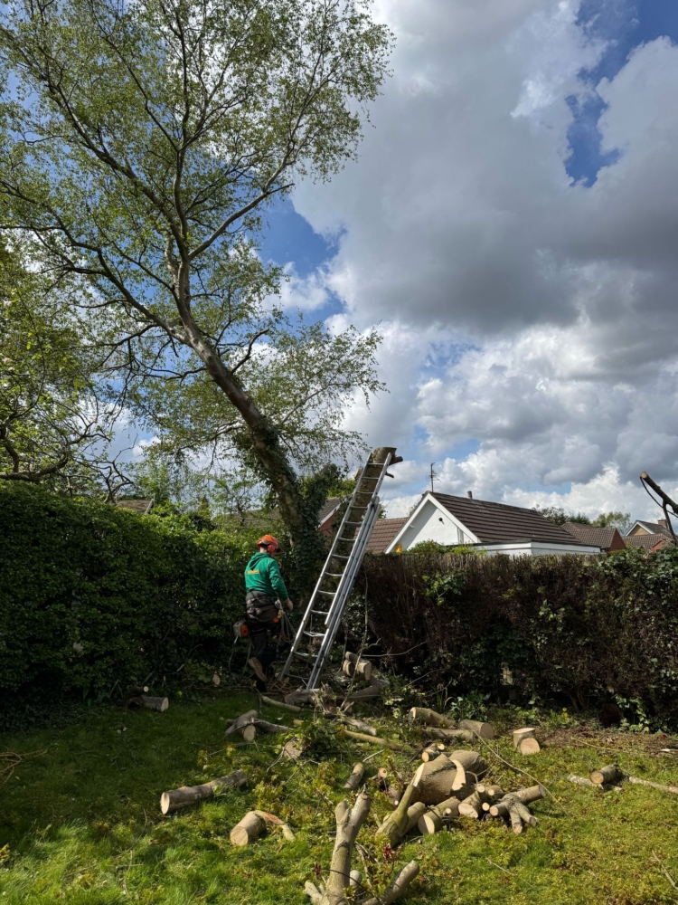tree surgery nottingham