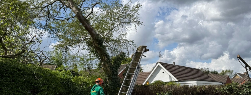Top Rated Tree Surgery in Mackworth