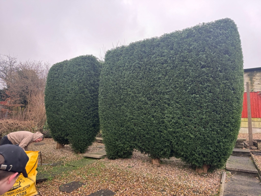 hedge trimming derby