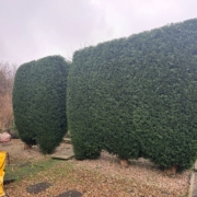 Hedge Cutting Reductions and Removals in derby
