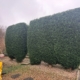 Hedge Cutting Reductions and Removals in derby