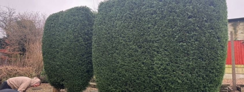 Hedge Cutting Reductions and Removals in derby