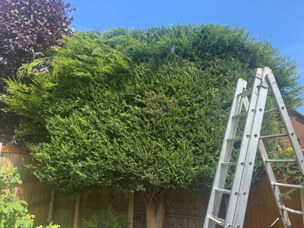 hedge trimming radcliffe on trent