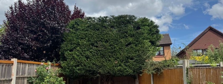 hedge trimming radcliffe on trent