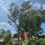 How Much is Tree Surgery in Beeston?