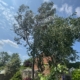 How Much is Tree Surgery in Beeston?