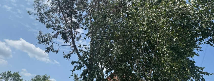 How Much is Tree Surgery in Beeston?