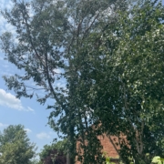 Trusted Local Tree Surgeons in Nottingham