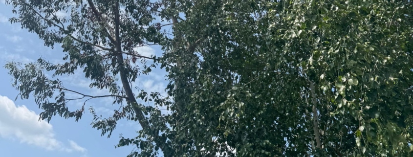 Trusted Local Tree Surgeons in Nottingham