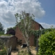 Tree Pruning in Carlton
