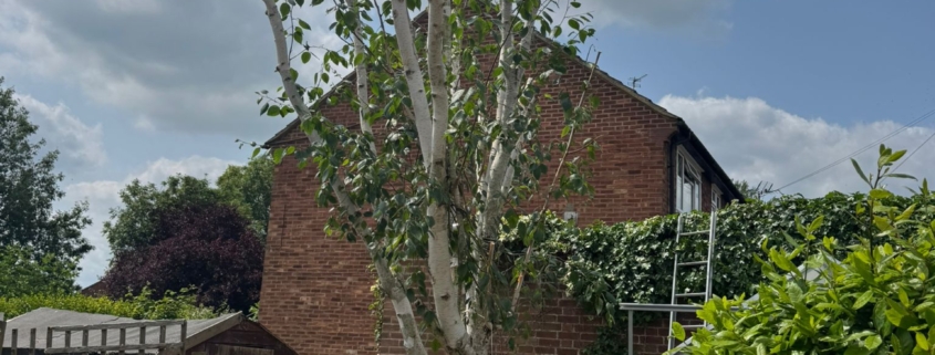 Tree Pruning in Carlton