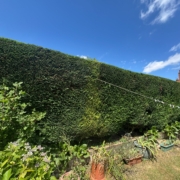 hedge trimming long eaton