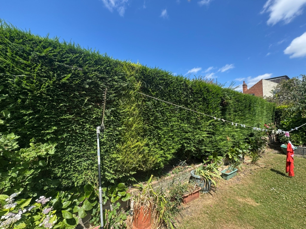 hedge trimming long eaton