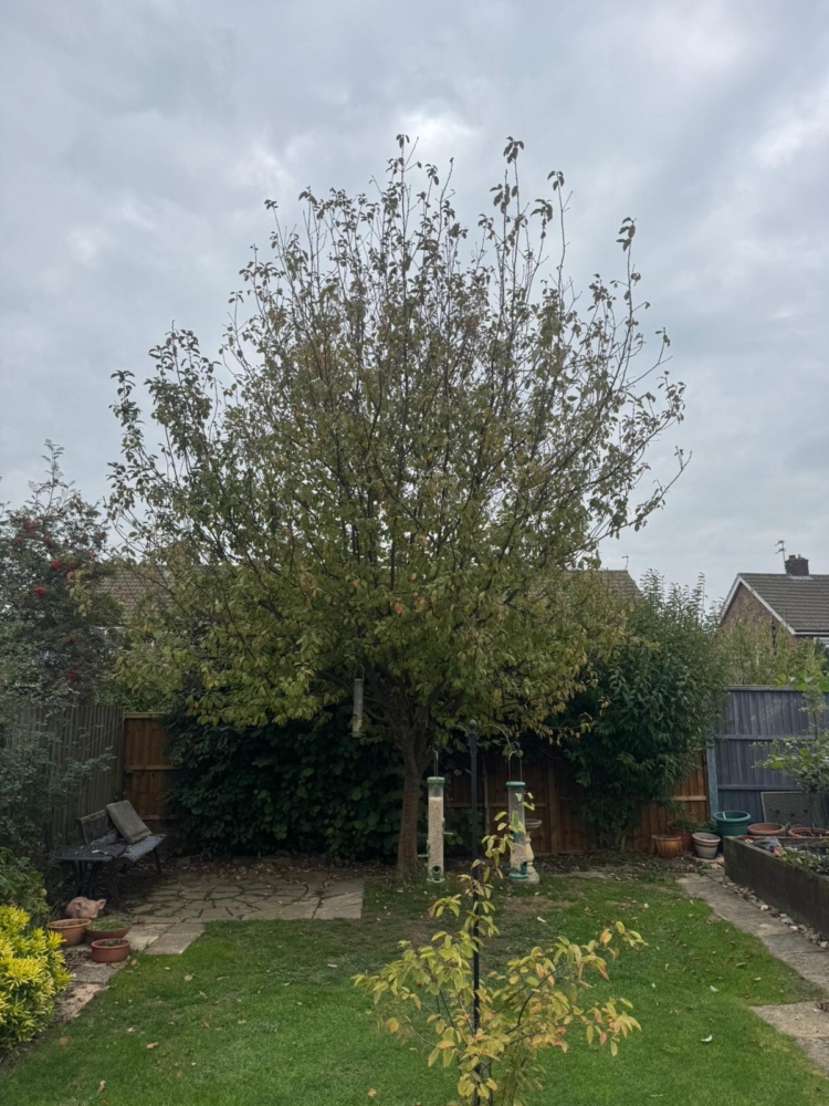tree pruning Nuthall