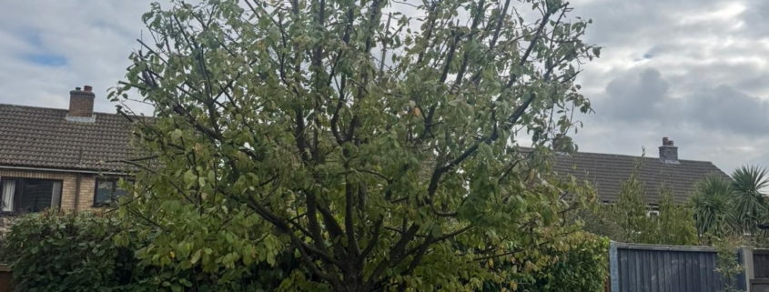 tree pruning Nuthall