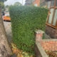 hedge cutting Woodthorpe