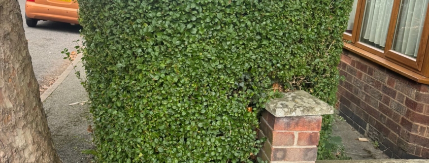 hedge cutting Woodthorpe