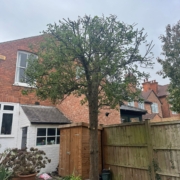 Tree pruning West Bridgford