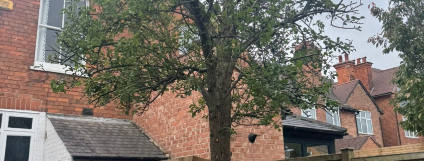 Tree pruning West Bridgford