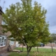 Tree Pruning Wollaton Vale