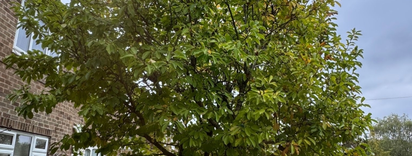 Tree Pruning Wollaton Vale
