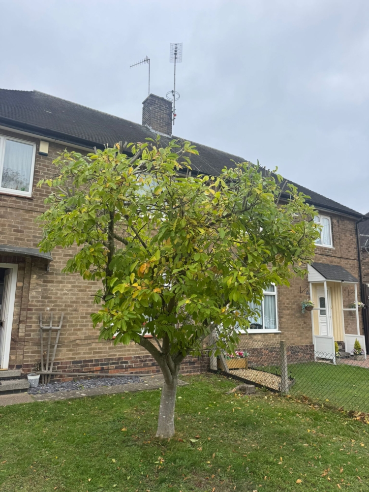 Tree Pruning Wollaton Vale