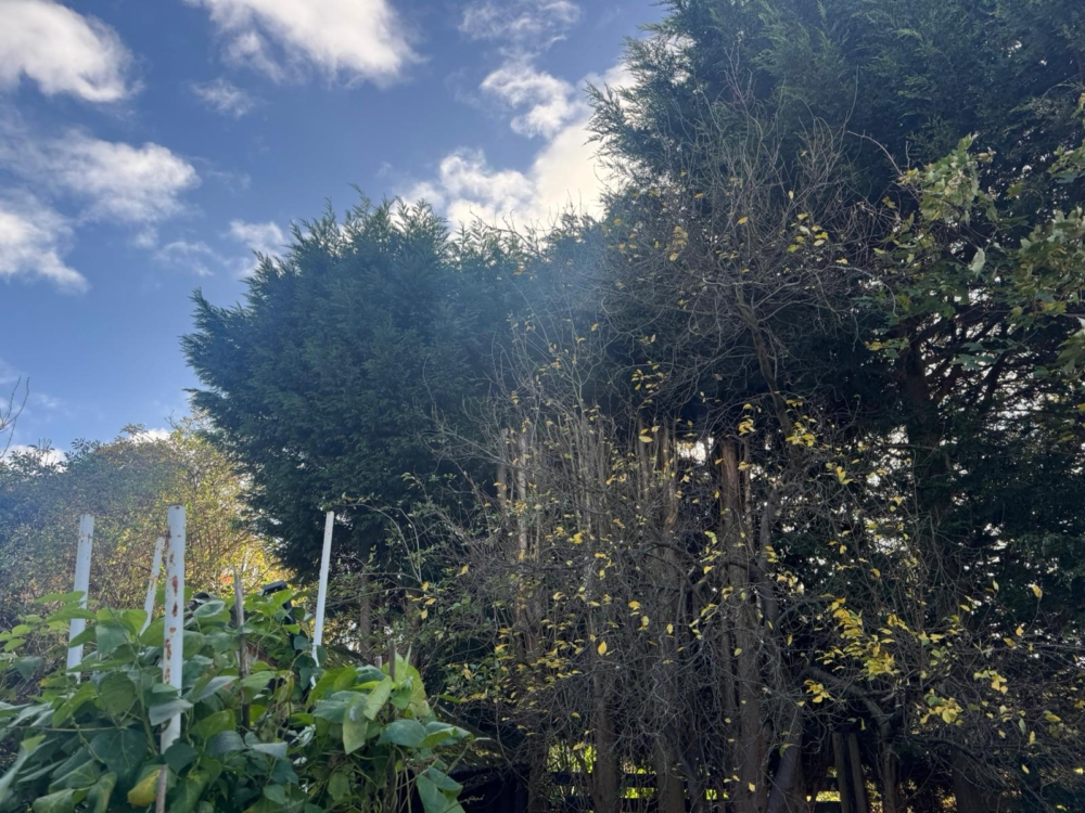 fir tree removal borrowash