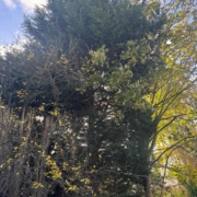 fir tree removal borrowash