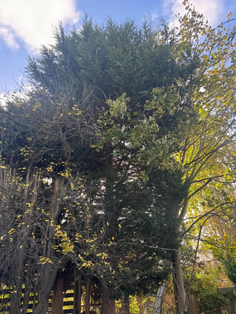 fir tree removal borrowash