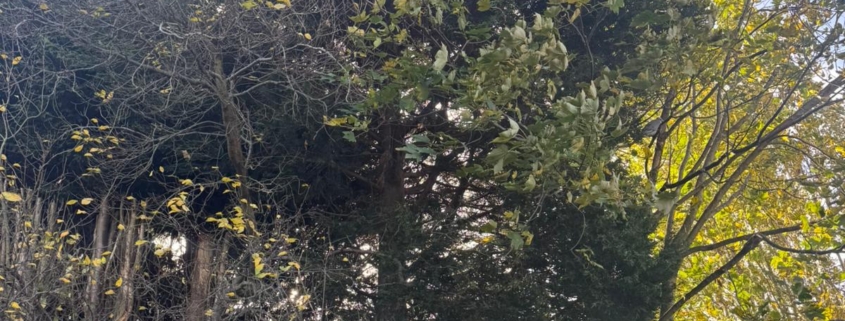 fir tree removal borrowash