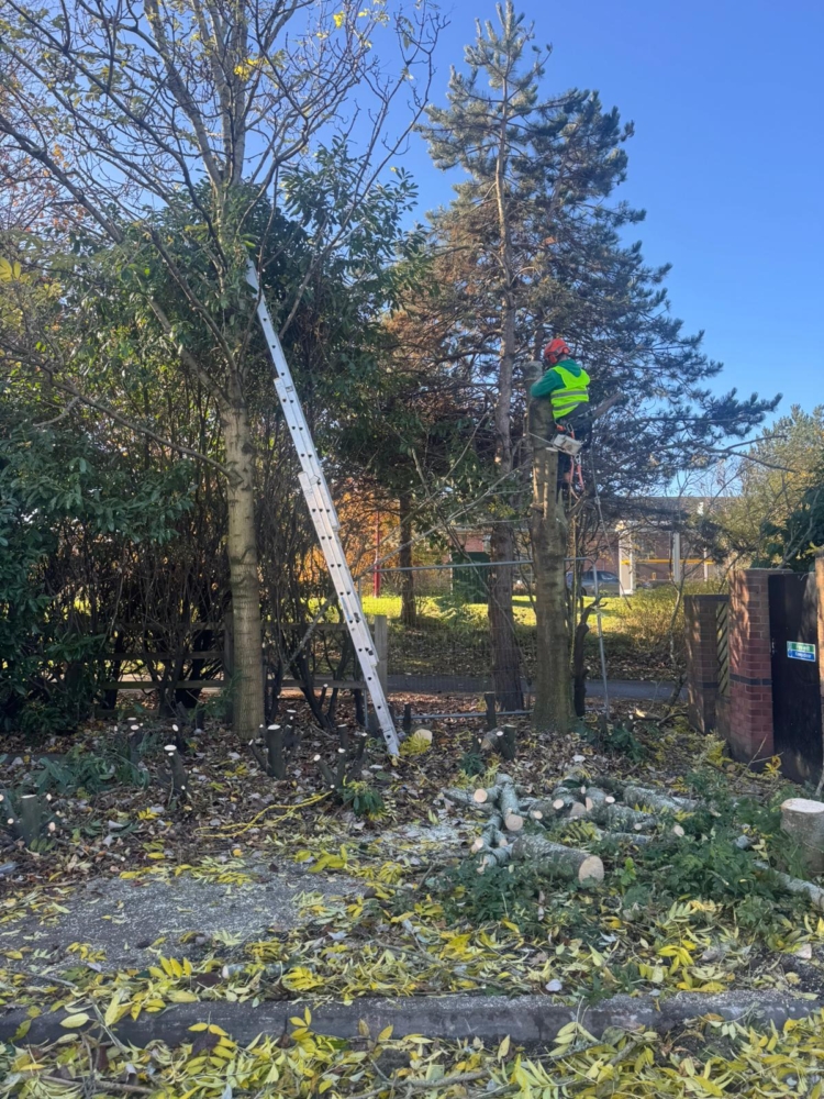 Tree Removal in Derby