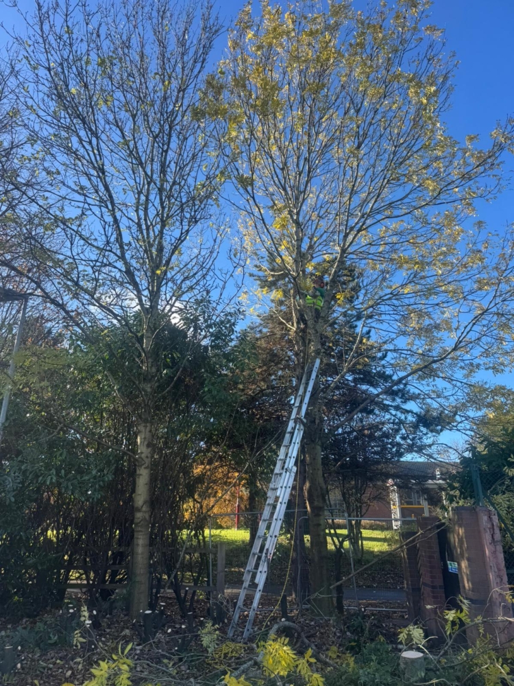 Tree Removal in Derby