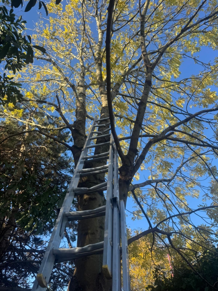 Tree Removal in Derby