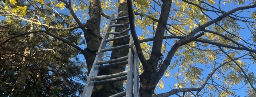 Tree Removal in Derby