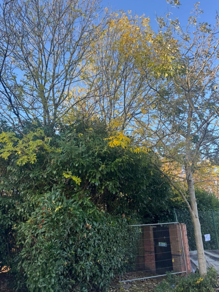 Tree Removal in Derby