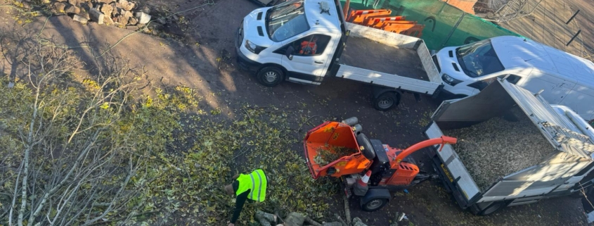 Tree Removal in Derby