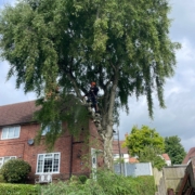 Tree Felling in Oakwood, Derby