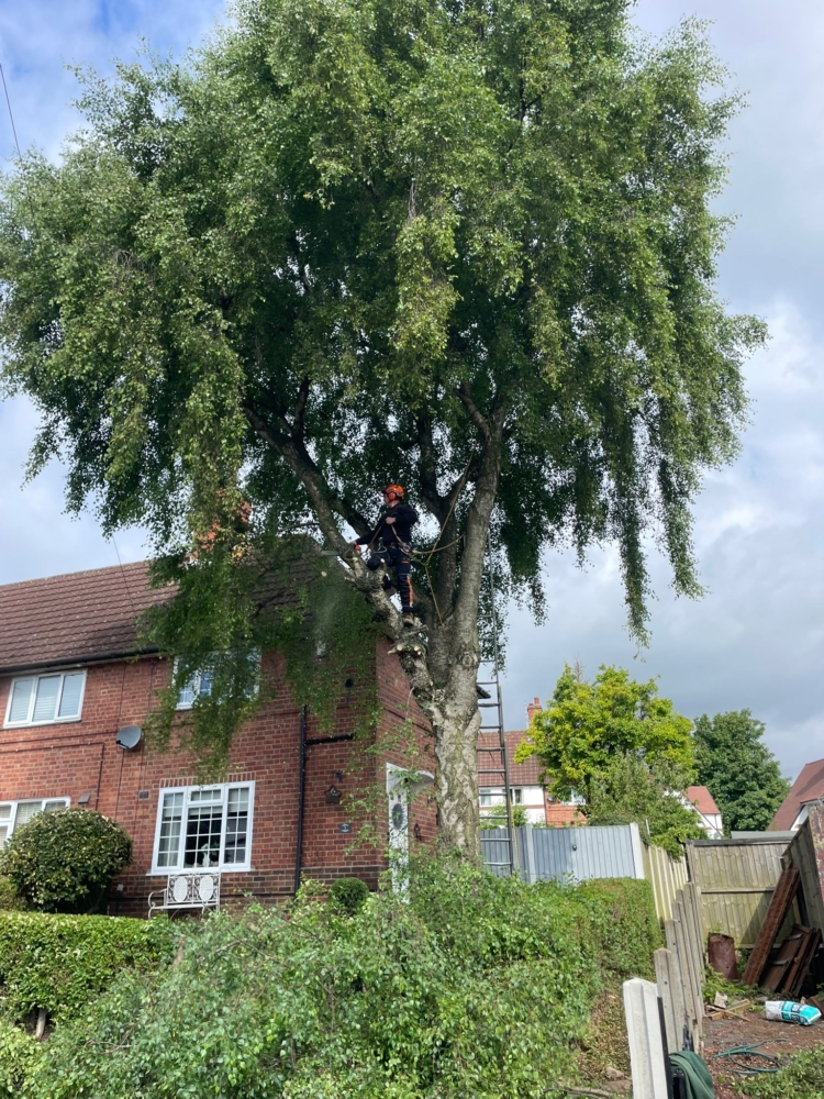 Tree Felling in Oakwood, Derby