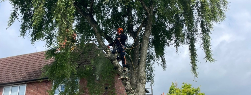 Tree Felling in Oakwood, Derby