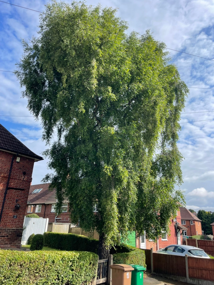 Tree Felling in Oakwood, Derby