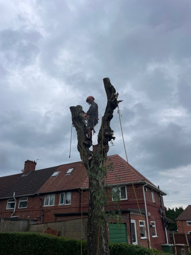 Tree Felling in Oakwood, Derby