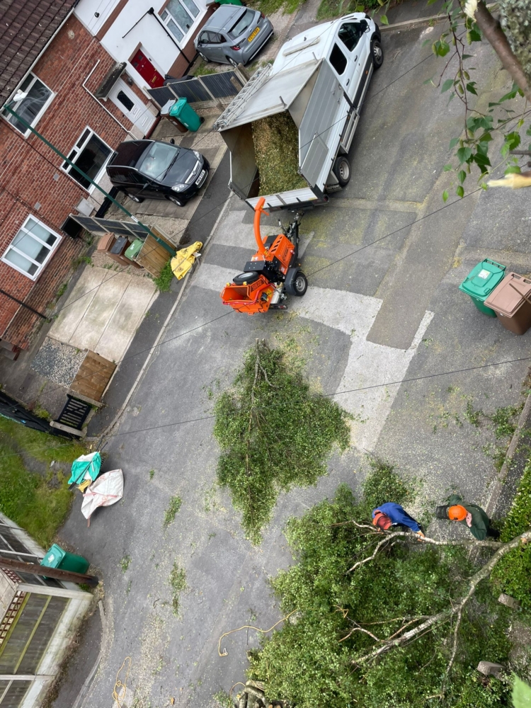 Tree Felling in Oakwood, Derby