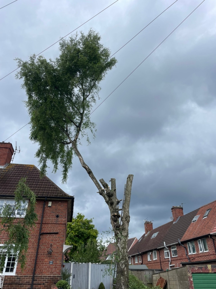 Tree Felling in Oakwood, Derby