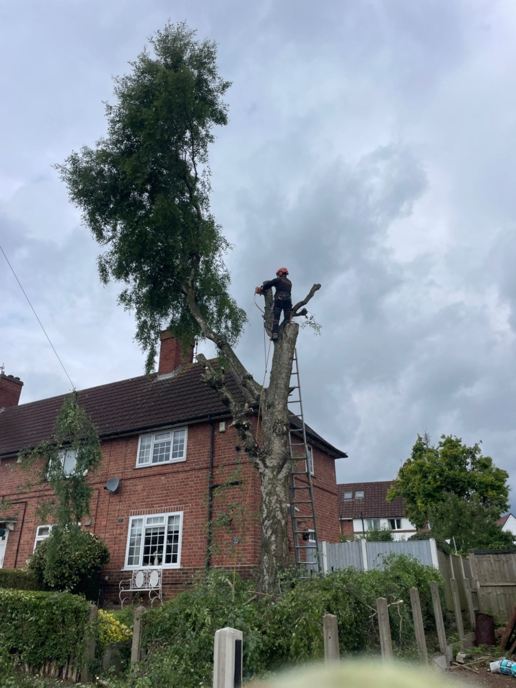 Tree Felling in Oakwood, Derby